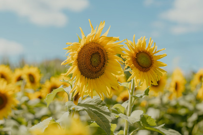 外(wài)貿獨立站(zhàn)的(de)優勢和(hé)挑戰：值得(de)一(yī)試嗎(ma)？