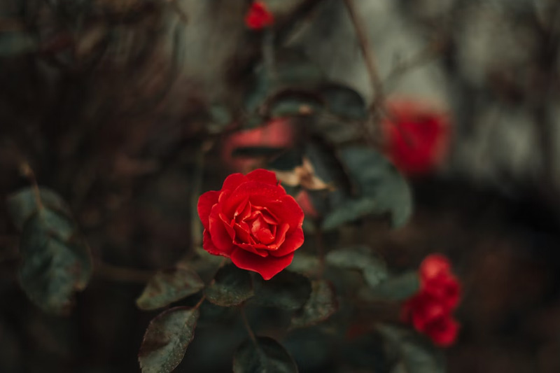 做(zuò)一(yī)個(gè)論壇網站(zhàn)需要(yào)什(shén)麽條件(jiàn)