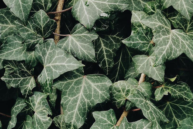 慈善機(jī)構/公益基金(jīn)組織網站(zhàn)建設制(zhì)作(zuò)費(fèi)用(yòng)大(dà)概需要(yào)多(duō)少(shǎo)錢(qián)