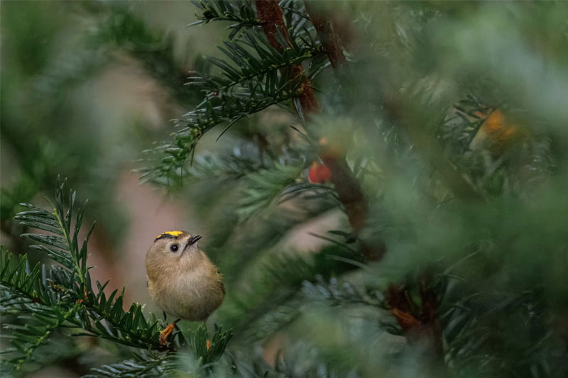 多(duō)用(yòng)戶商城(chéng)系統一(yī)般需要(yào)多(duō)少(shǎo)錢(qián)才能(néng)開(kāi)發