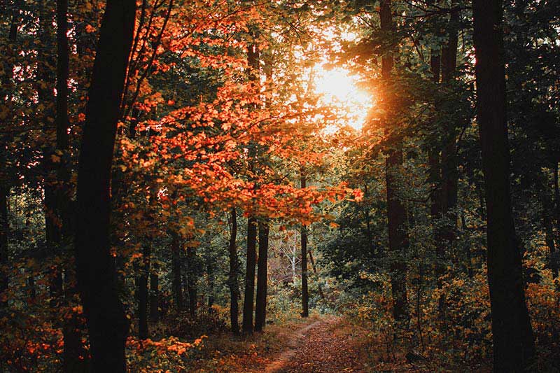 怎樣制(zhì)作(zuò)一(yī)個(gè)茶葉網站(zhàn)